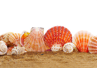 Image showing Sea cockleshells