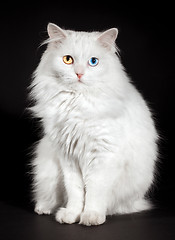 Image showing varicoloured eyes white cat