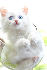 Image showing White kitten with blue eyes.