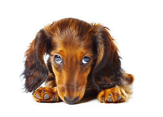 Image showing puppy dachshund