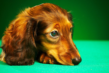 Image showing puppy dachshund