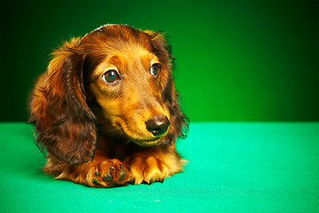 Image showing puppy dachshund