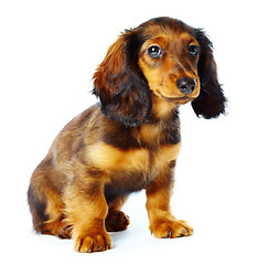 Image showing puppy dachshund