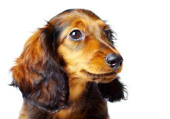 Image showing puppy dachshund