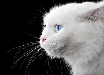 Image showing Portrait of a white cat