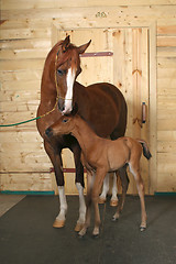 Image showing horse with a foal