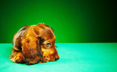 Image showing puppy dachshund