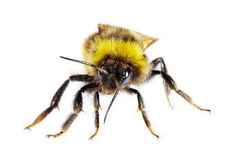 Image showing bumblebee