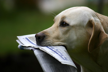 Image showing Dog With News