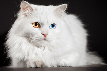 Image showing varicoloured eyes white cat