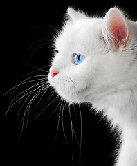 Image showing Portrait of a white cat