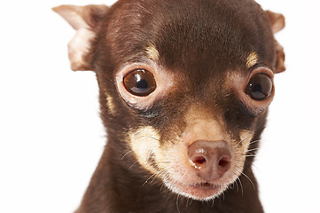 Image showing Russian toy-terrier