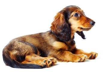 Image showing puppy dachshund