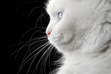 Image showing Portrait of a white cat