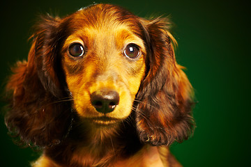 Image showing puppy dachshund