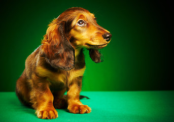 Image showing puppy dachshund