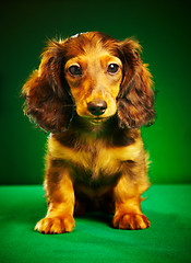 Image showing puppy dachshund