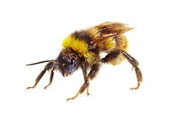 Image showing bumblebee