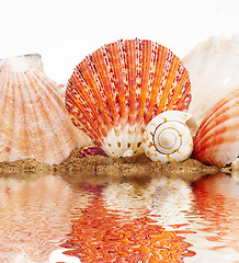 Image showing Sea cockleshells