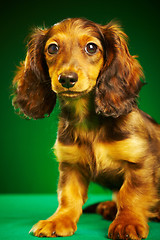 Image showing puppy dachshund