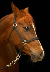 Image showing Portrait of a horse on a black background. 