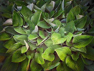 Image showing Hosta background