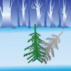 Image showing green fir