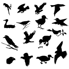 Image showing  birds