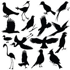 Image showing birds