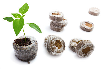 Image showing Peat briquettes for growing seedlings