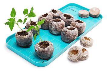 Image showing Seedling vegetable plants grown in peat tablet on a pallet