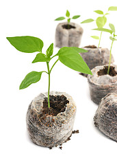 Image showing Seedling vegetable plants grown in peat tablet