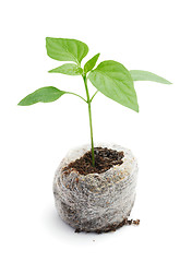 Image showing Seedling vegetable plants grown in a peat briquette