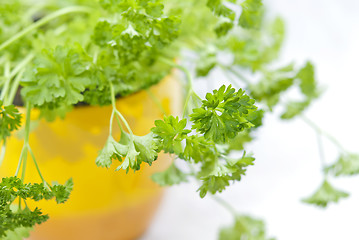 Image showing Parsley