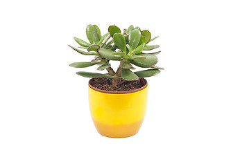 Image showing Succulent Plant