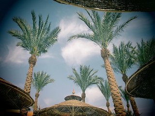 Image showing Palm trees and umbrellas with toy camera effect