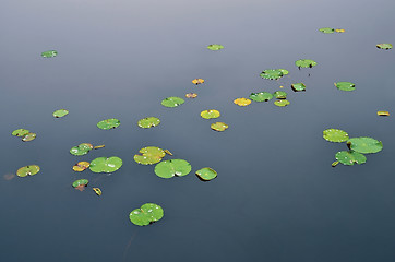 Image showing Water surface with lily