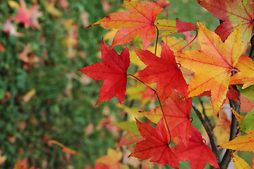 Image showing autumnal leaves