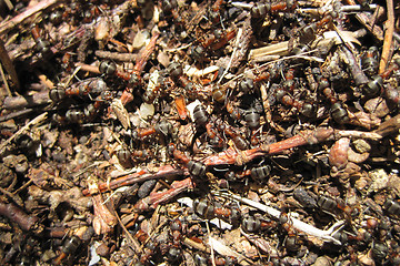 Image showing ant colony