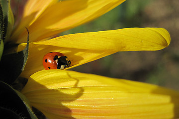 Image showing ladybird on the sunflower