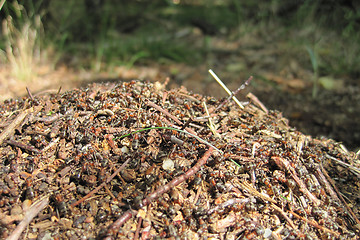 Image showing ant colony