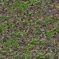 Image showing Grass Seamless Texture.