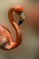 Image showing Mexican Flamingo