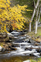 Image showing Fall Stream