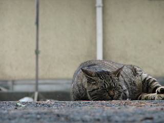 Image showing Sleeping cat