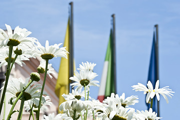 Image showing Daisies with sky and flags in the background