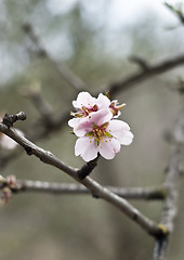 Image showing Almond tree with white pink flowers with branches