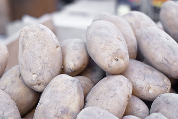 Image showing Old potatoes