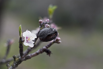 Image showing Almond tree