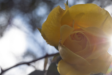 Image showing yellow rose 